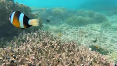 珊瑚礁上的小丑鱼